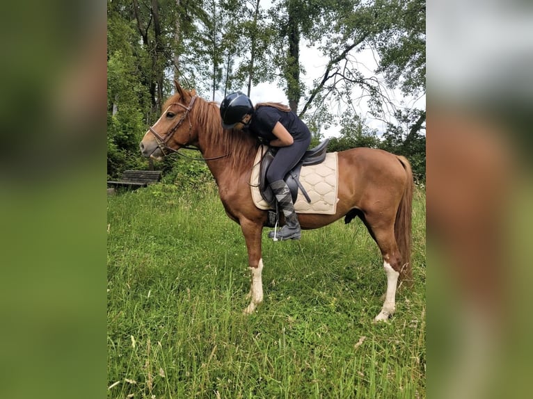 Meer ponys/kleine paarden Ruin 4 Jaar 146 cm Vos in Hennef