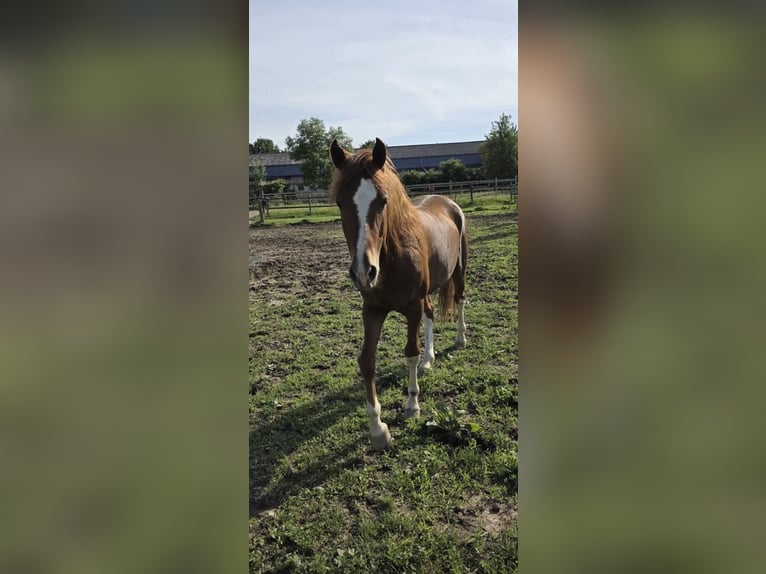 Meer ponys/kleine paarden Ruin 4 Jaar 146 cm Vos in Hennef
