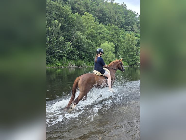 Meer ponys/kleine paarden Ruin 4 Jaar 146 cm Vos in Hennef