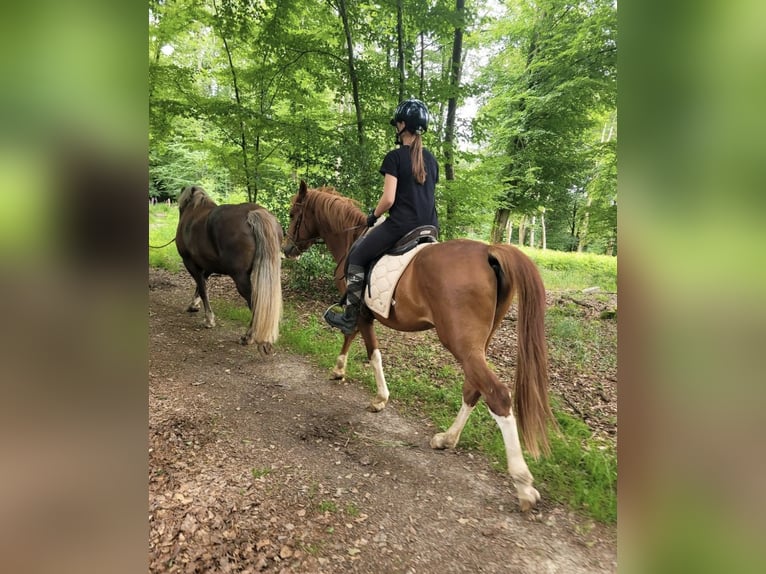 Meer ponys/kleine paarden Ruin 4 Jaar 146 cm Vos in Hennef