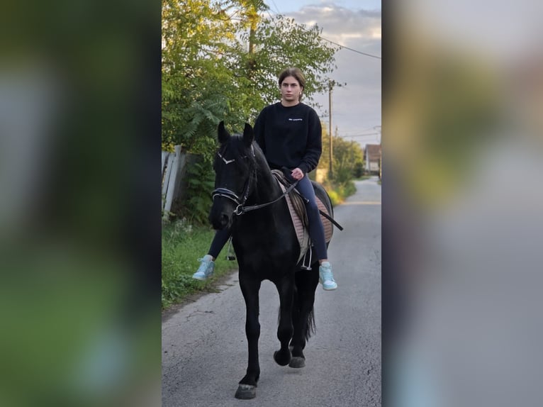 Meer ponys/kleine paarden Ruin 4 Jaar 146 cm Zwart in Rechnitz