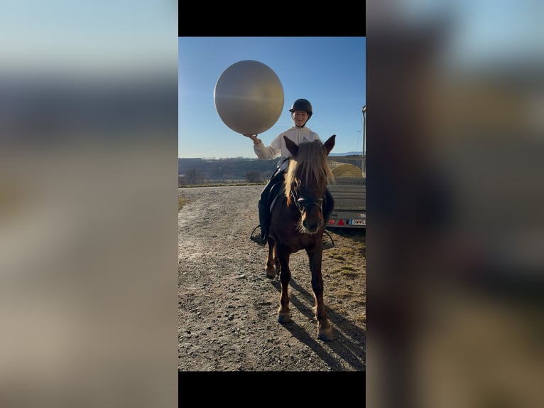 Meer ponys/kleine paarden Ruin 4 Jaar 147 cm Donkere-vos in Rechnitz