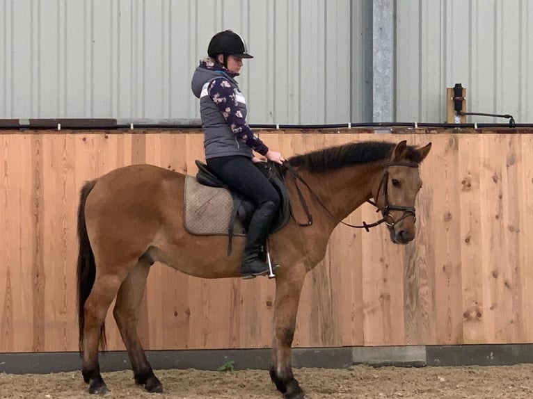 Meer ponys/kleine paarden Ruin 4 Jaar 147 cm Falbe in Chełmno