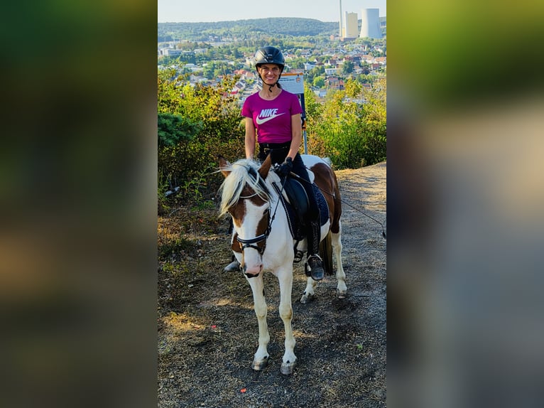 Meer ponys/kleine paarden Ruin 4 Jaar 147 cm Gevlekt-paard in Bexbach