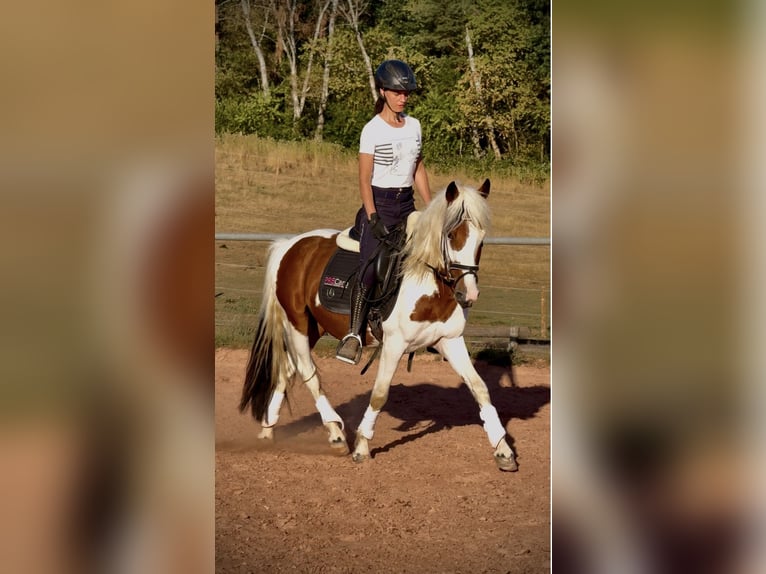 Meer ponys/kleine paarden Ruin 4 Jaar 147 cm Gevlekt-paard in Bexbach