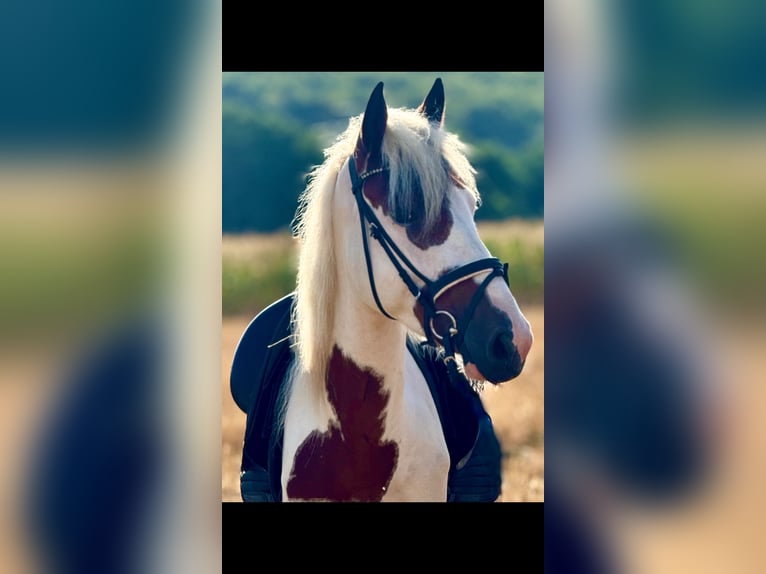 Meer ponys/kleine paarden Ruin 4 Jaar 147 cm Gevlekt-paard in Bexbach