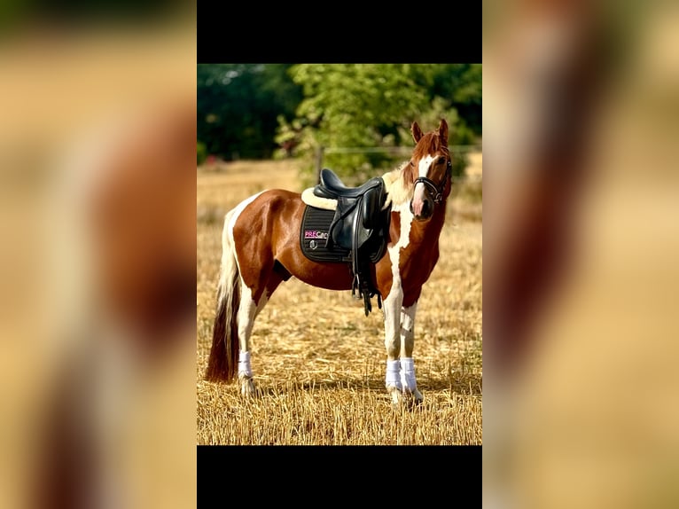 Meer ponys/kleine paarden Ruin 4 Jaar 147 cm Gevlekt-paard in Bexbach