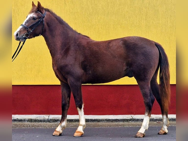 Meer ponys/kleine paarden Ruin 4 Jaar 147 cm Vos in Csabaszabadi