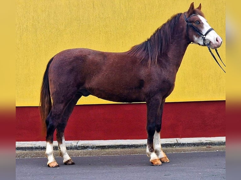 Meer ponys/kleine paarden Ruin 4 Jaar 147 cm Vos in Csabaszabadi