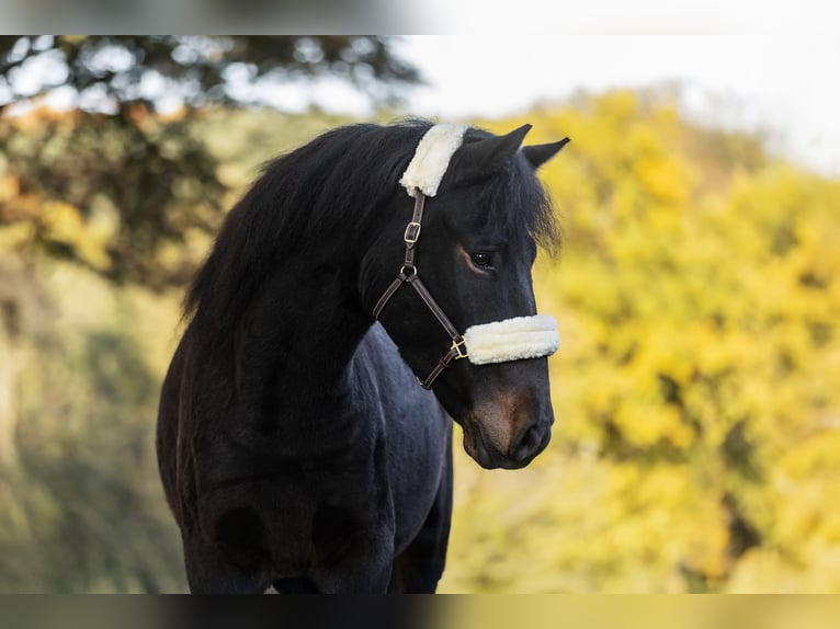 Meer ponys/kleine paarden Ruin 4 Jaar 148 cm Donkerbruin in Windhagen