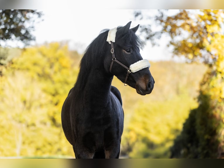 Meer ponys/kleine paarden Ruin 4 Jaar 148 cm Donkerbruin in Windhagen