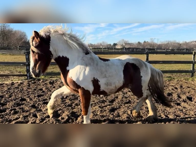 Meer ponys/kleine paarden Ruin 4 Jaar 148 cm Gevlekt-paard in Rechnitz