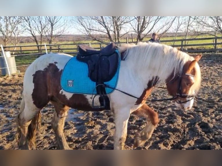 Meer ponys/kleine paarden Ruin 4 Jaar 148 cm Gevlekt-paard in Rechnitz