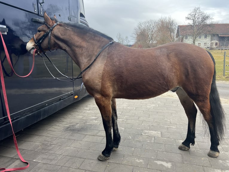Meer ponys/kleine paarden Ruin 4 Jaar 148 cm Lichtbruin in Uttendorf