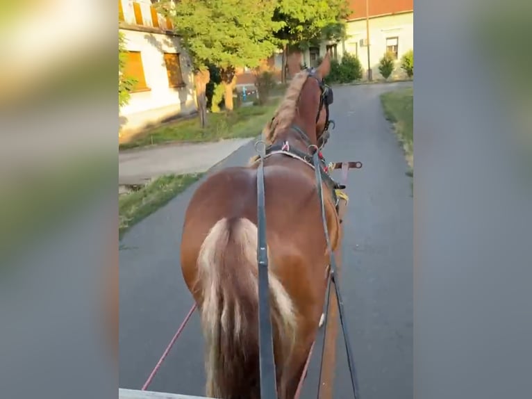 Meer ponys/kleine paarden Ruin 4 Jaar 148 cm Vos in Rechnitz
