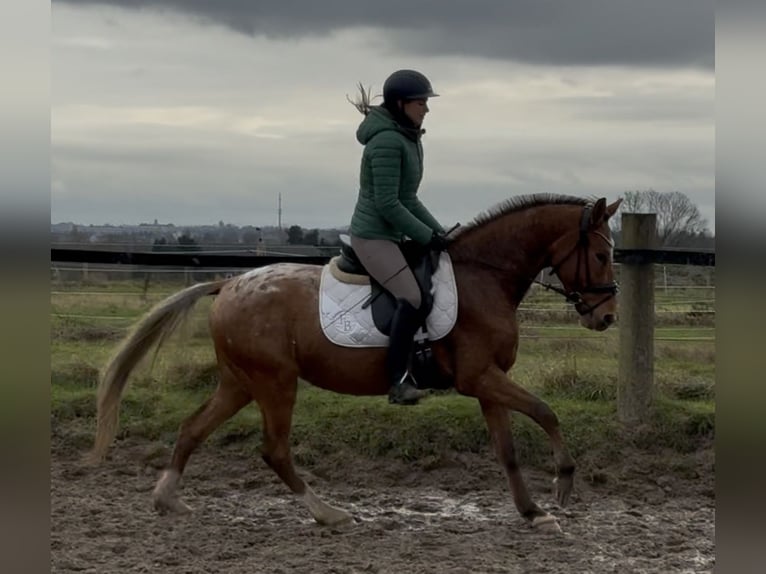 Meer ponys/kleine paarden Ruin 4 Jaar 149 cm Appaloosa in Oberhausen