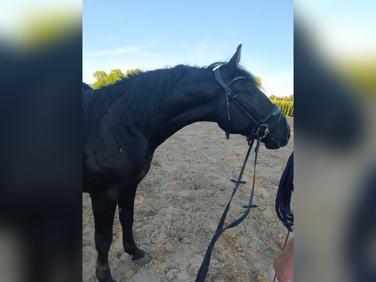 Meer ponys/kleine paarden Ruin 4 Jaar 149 cm Zwart in Neu Gaarz