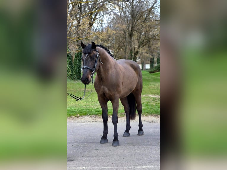 Meer ponys/kleine paarden Ruin 4 Jaar 150 cm Bruin in Békéscsaba