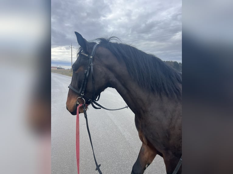 Meer ponys/kleine paarden Ruin 4 Jaar 150 cm Zwart in Uttendorf
