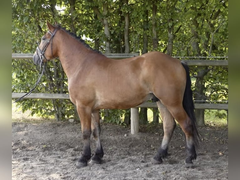 Meer ponys/kleine paarden Mix Ruin 4 Jaar 152 cm Bruin in Bünde