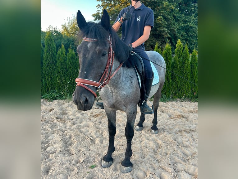 Meer ponys/kleine paarden Ruin 4 Jaar 152 cm Roan-Blue in Neu Gaarz