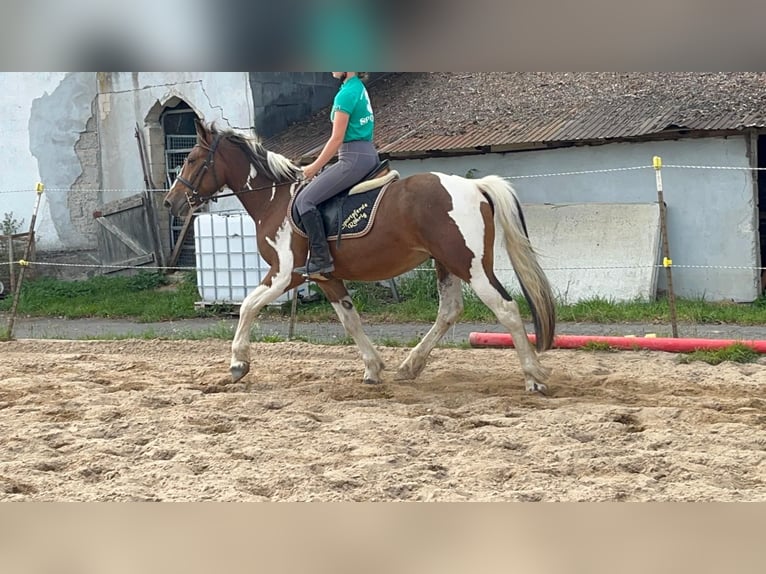 Meer ponys/kleine paarden Ruin 4 Jaar 153 cm Gevlekt-paard in Morsbach
