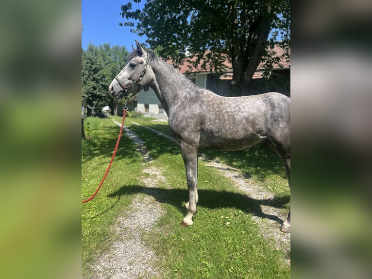 Meer ponys/kleine paarden Ruin 4 Jaar 155 cm Blauwschimmel in Helpfau