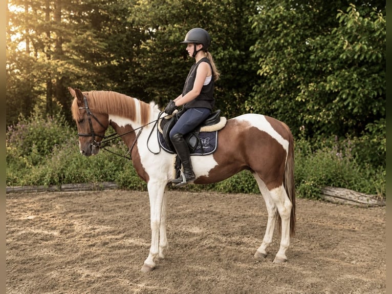 Meer ponys/kleine paarden Ruin 4 Jaar 155 cm Gevlekt-paard in Pelmberg