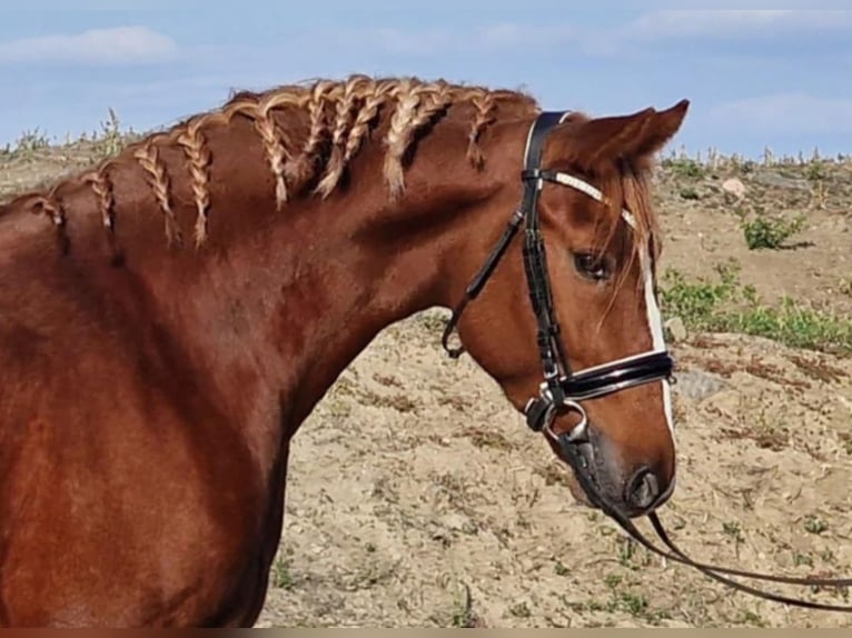 Meer ponys/kleine paarden Ruin 4 Jaar 158 cm Vos in Rechnitz