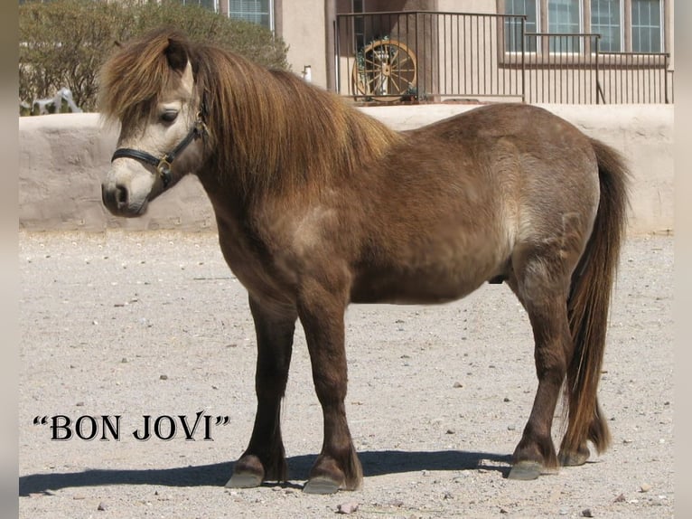 Meer ponys/kleine paarden Ruin 4 Jaar 81 cm Falbe in Marana, AZ