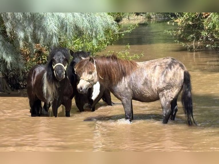 Meer ponys/kleine paarden Ruin 4 Jaar 81 cm Falbe in Marana, AZ