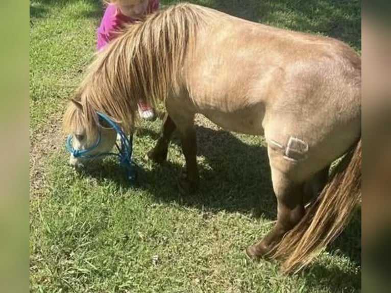 Meer ponys/kleine paarden Ruin 4 Jaar 81 cm Falbe in Marana, AZ