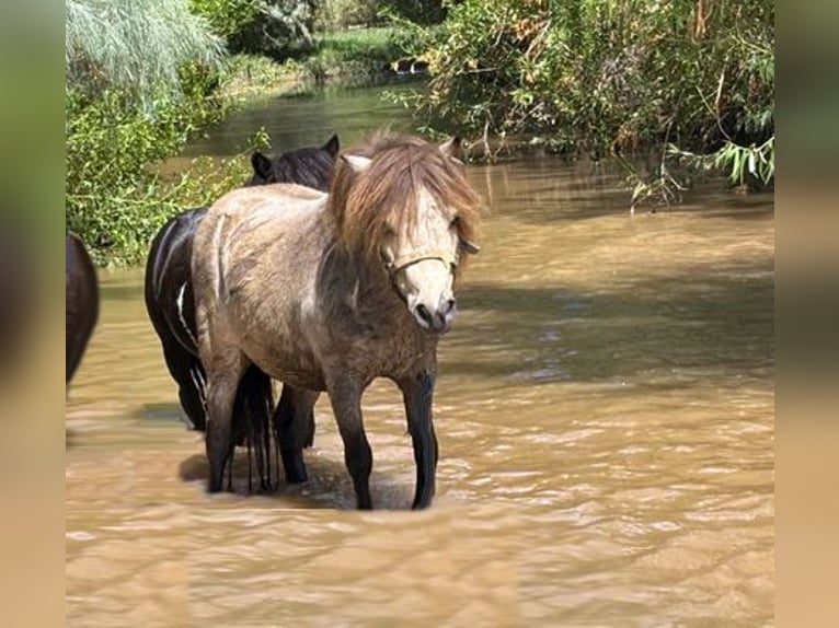 Meer ponys/kleine paarden Ruin 4 Jaar 81 cm Falbe in Marana, AZ