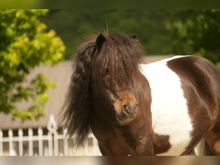 Meer ponys/kleine paarden Ruin 4 Jaar 81 cm in Fresno, OH