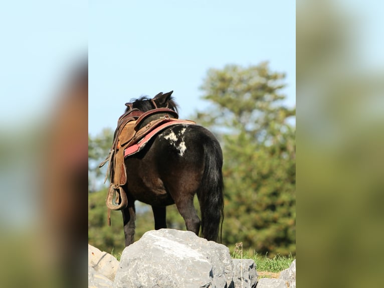 Meer ponys/kleine paarden Ruin 4 Jaar 84 cm Zwart in Rebersburg
