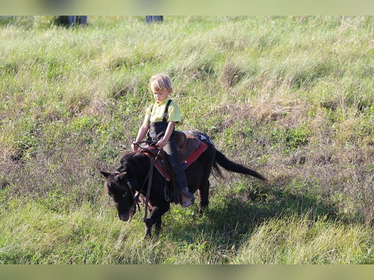 Meer ponys/kleine paarden Ruin 4 Jaar 84 cm Zwart in Rebersburg