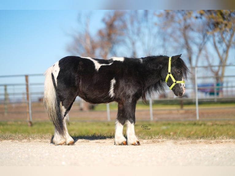 Meer ponys/kleine paarden Ruin 4 Jaar 86 cm Gevlekt-paard in Independence