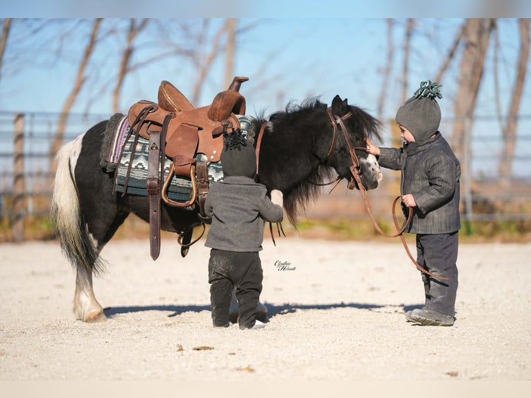 Meer ponys/kleine paarden Ruin 4 Jaar 86 cm Gevlekt-paard in Independence