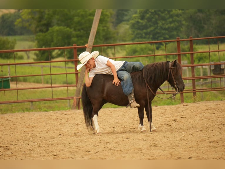 Meer ponys/kleine paarden Ruin 4 Jaar 86 cm in Fresno, OH