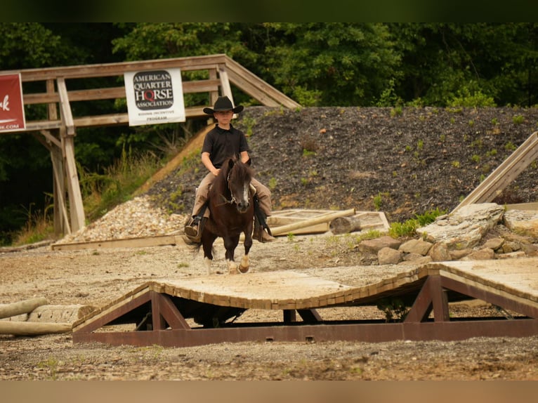 Meer ponys/kleine paarden Ruin 4 Jaar 86 cm in Fresno, OH