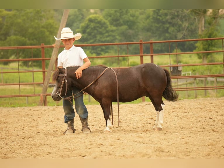 Meer ponys/kleine paarden Ruin 4 Jaar 86 cm in Fresno, OH