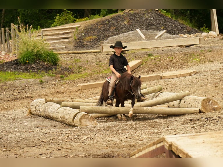 Meer ponys/kleine paarden Ruin 4 Jaar 86 cm in Fresno, OH