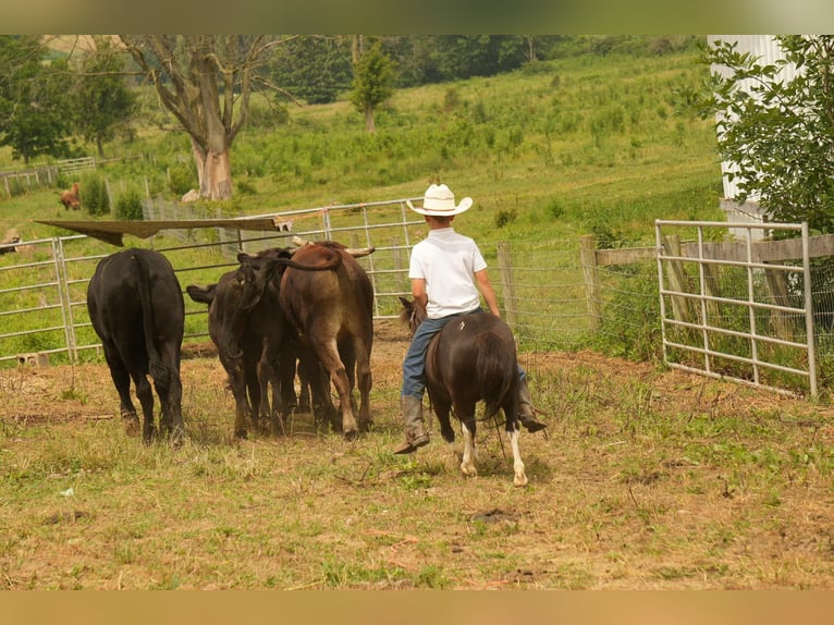Meer ponys/kleine paarden Ruin 4 Jaar 86 cm in Fresno, OH