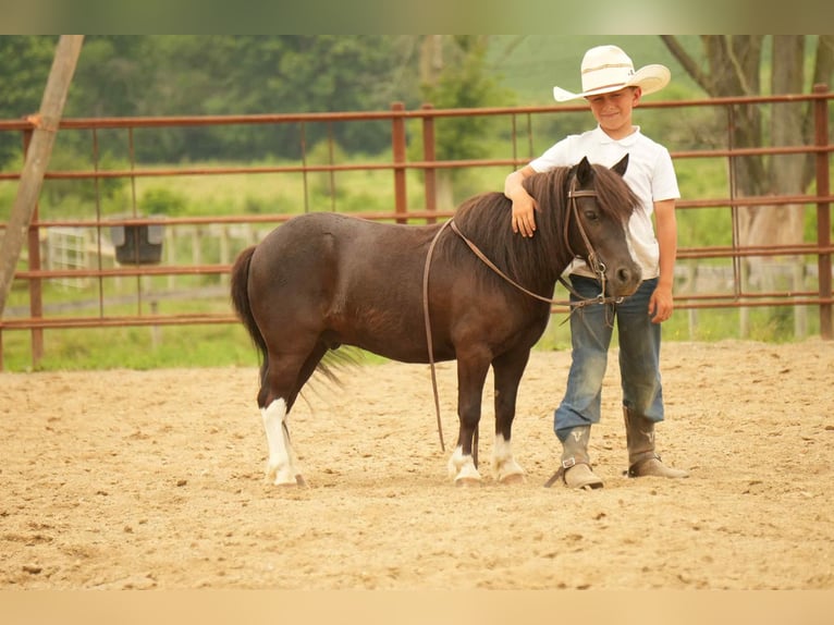 Meer ponys/kleine paarden Ruin 4 Jaar 86 cm in Fresno, OH