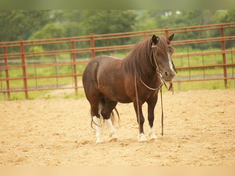 Meer ponys/kleine paarden Ruin 4 Jaar 86 cm in Fresno, OH
