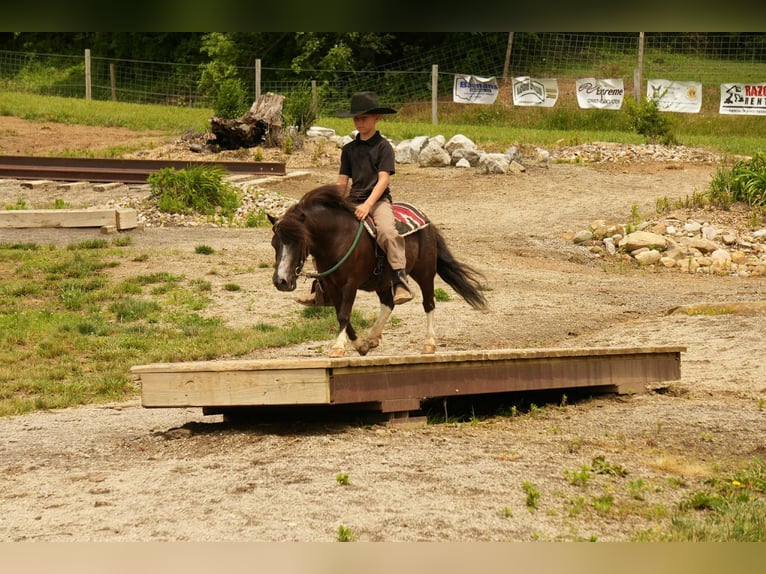Meer ponys/kleine paarden Ruin 4 Jaar 86 cm in Fresno, OH