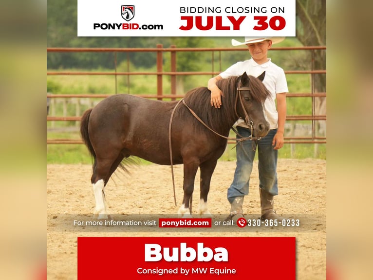 Meer ponys/kleine paarden Ruin 4 Jaar 86 cm in Fresno, OH