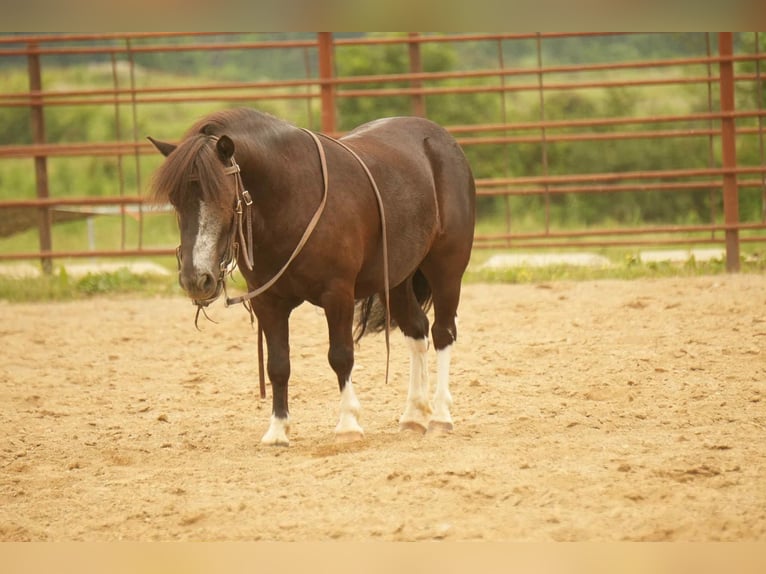 Meer ponys/kleine paarden Ruin 4 Jaar 86 cm in Fresno, OH