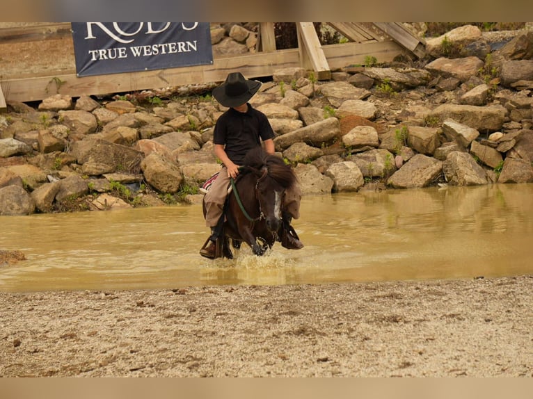 Meer ponys/kleine paarden Ruin 4 Jaar 86 cm in Fresno, OH