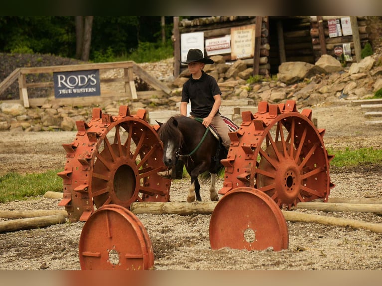 Meer ponys/kleine paarden Ruin 4 Jaar 86 cm in Fresno, OH